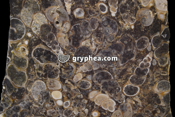 Gastéropodes dans une lumachelle (surface polie) - gryphea.com